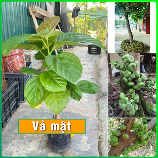 Cây vả mật cây giống khỏe phát triển tốt dễ trồng & chăm sóc phù hợp khí hậu nhiều vùng miền