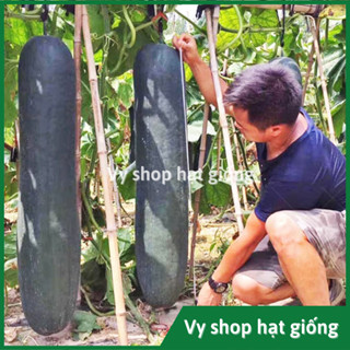  Hạt giống bí đao vỏ xanh đen khổng lồ gói 100 hạt 
