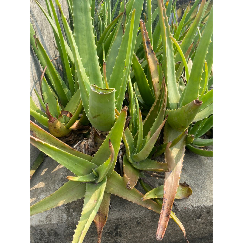 Cây nha đam (cây lô hội) (gửi cây như ảnh cuối)