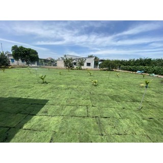 Cỏ Nhung Nhật 1m vuông ( thảm cỏ dày)