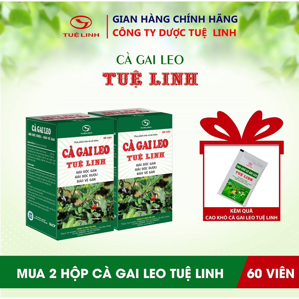 Cà Gai Leo Tuệ Linh- Giúp bảo vệ và tăng cường chức năng gan, giải độc gan