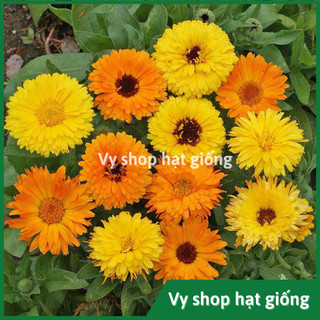 Hạt giống hoa cúc susi kép vàng cam gói 100 hạt