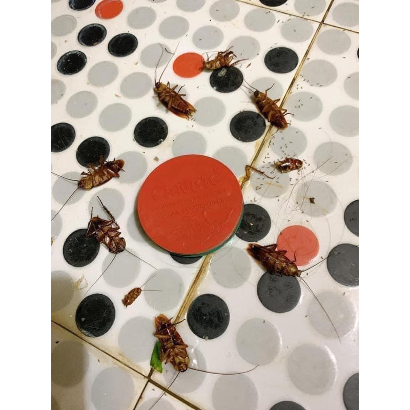 Soap Diệt Gián Canbic Thái Lan Vỉ 4 Bánh