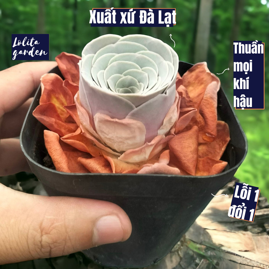 Sen đá hoa hồng xanh Greenovia một đầu Đà Lạt cây cảnh trang trí nhà cửa Lolita garden