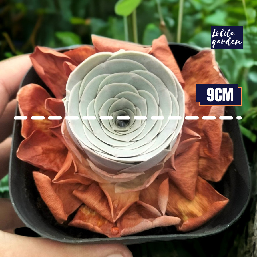 Sen đá hoa hồng xanh Greenovia một đầu Đà Lạt cây cảnh trang trí nhà cửa Lolita garden