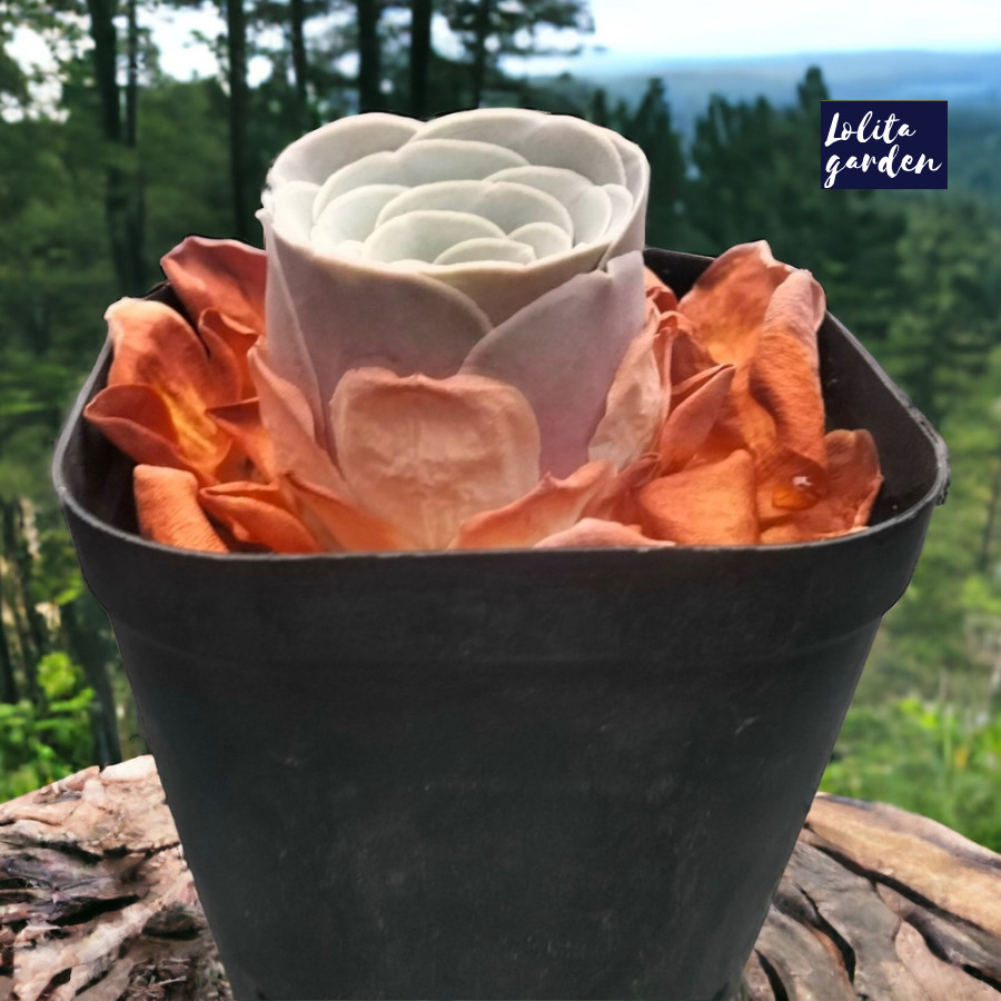 Sen đá hoa hồng xanh Greenovia một đầu Đà Lạt cây cảnh trang trí nhà cửa Lolita garden