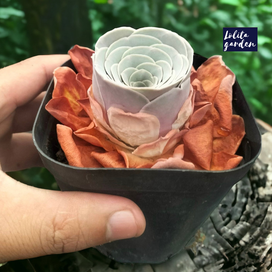 Sen đá hoa hồng xanh Greenovia một đầu Đà Lạt cây cảnh trang trí nhà cửa Lolita garden