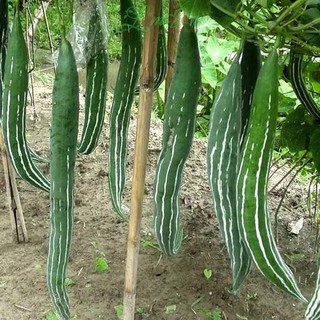 Hạt giống lặc lày. lặc lè ,mướp rắn 20 hạt