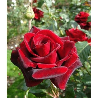 Hồng leo ngoại đỏ  Valentine