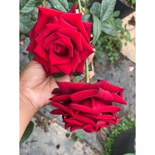 Hồng leo ngoại đỏ  Valentine