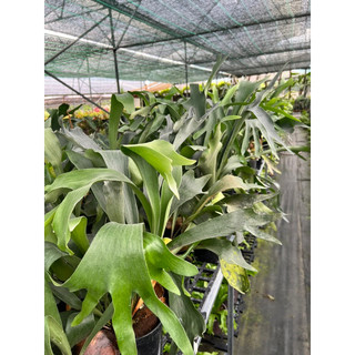 Cây ổ rồng Thái
