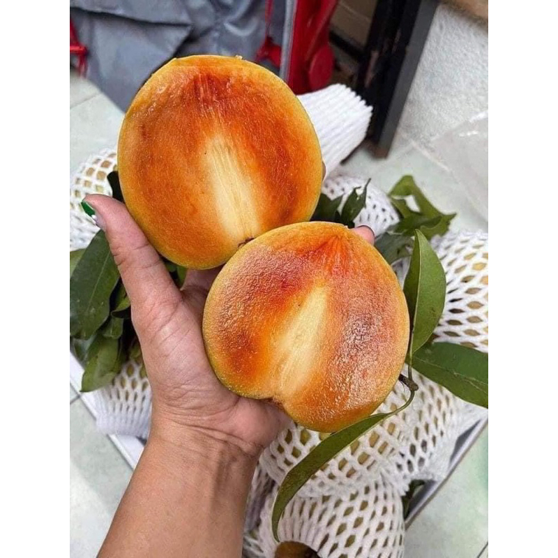 Hồng xiêm mexico nhanh trái và sẵn bông