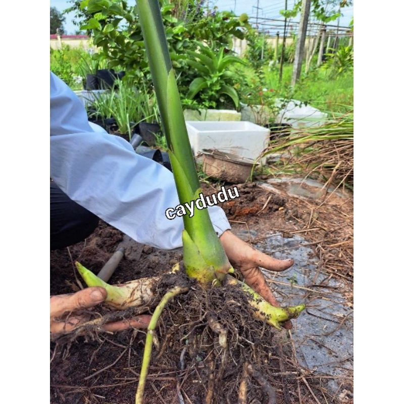 Combo 10 củ hoa Đa Lộc