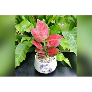 Chậu 2 cây Vạn Lộc, chậu đen