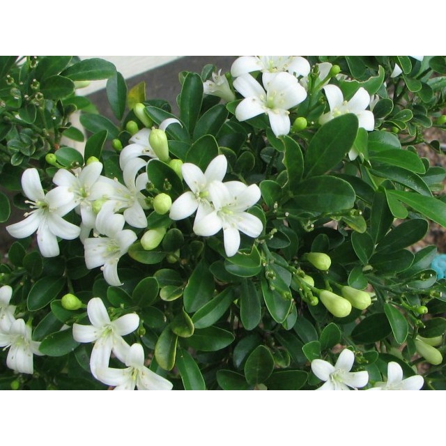 Cây Nguyệt Quế hoa thơm - Cây cảnh sân vườn cho hoa thơm ngào ngạt