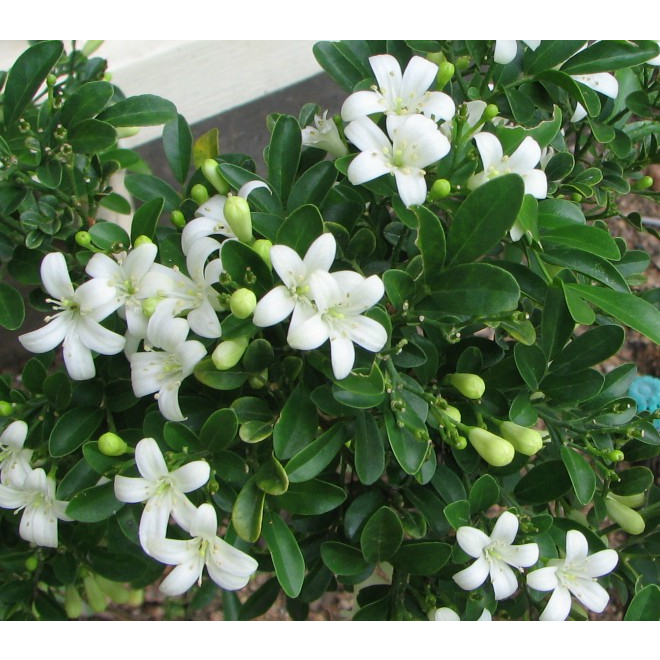 Cây Nguyệt Quế hoa thơm - Cây cảnh sân vườn cho hoa thơm ngào ngạt