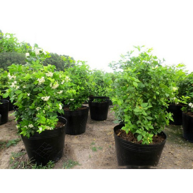 Cây Nguyệt Quế hoa thơm - Cây cảnh sân vườn cho hoa thơm ngào ngạt