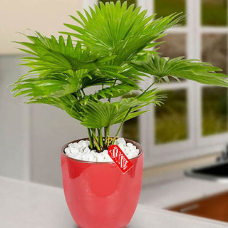 CÂY CỌ NHẬT - cây cảnh mini để bàn