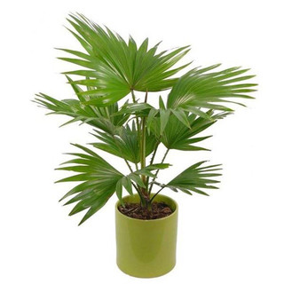 CÂY CỌ NHẬT - cây cảnh mini để bàn
