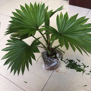 CÂY CỌ NHẬT - cây cảnh mini để bàn