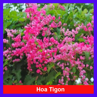 Cây hoa tigon - cây cảnh trồng cổng rào ban công, sân vườn