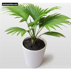 CÂY CỌ NHẬT - cây cảnh mini để bàn