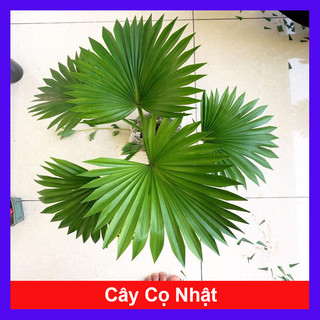 Cây cọ nhật - cây cảnh mini để bàn