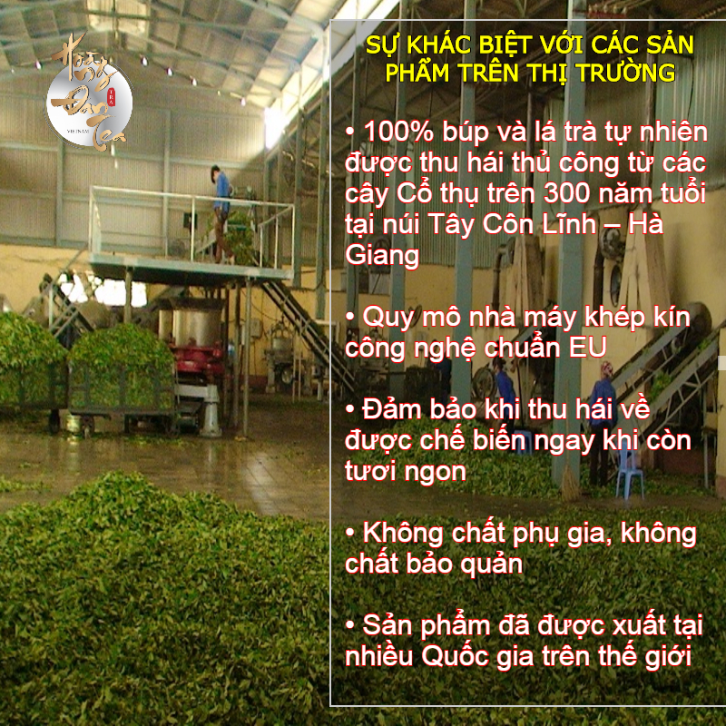5 Hộp Trà Shan Tuyết Rừng Cổ Thụ - Quà Biếu Cao Cấp 300 Tuổi Chè San Hà Giang Thơm Ngon Tự Nhiên Trà Đạo Hộp Quà Tặng