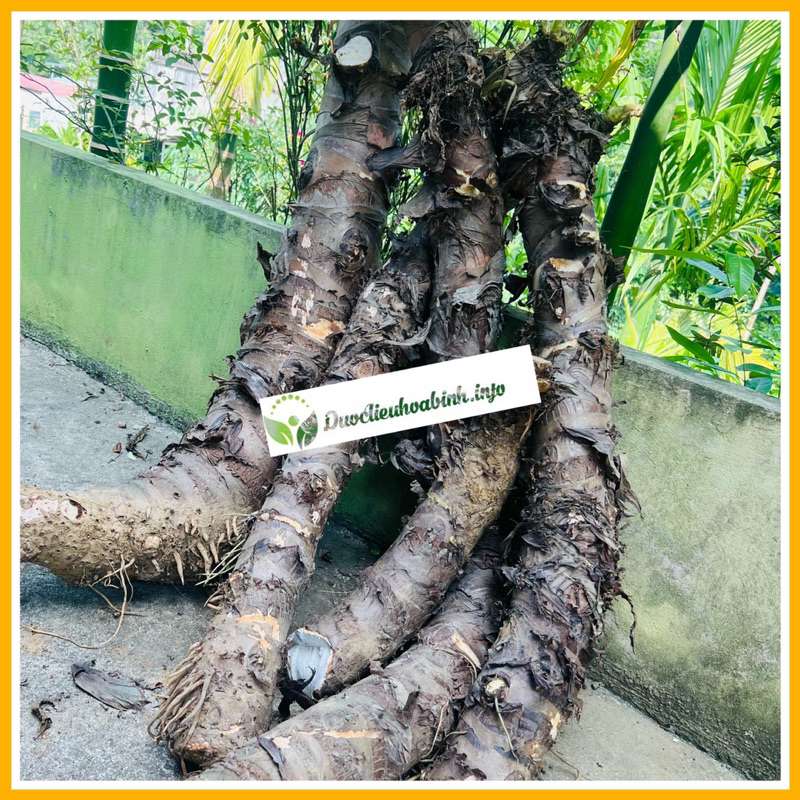 Củ Bạc Hà Núi lâu năm 5kg