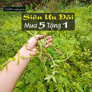 Cây rau ngò om giống - Rau ngổ giống - Rau gia vị