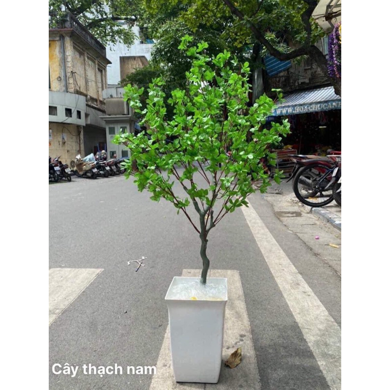 Cây thạch nam giả trang trí decor cao 1m4 và 1m7