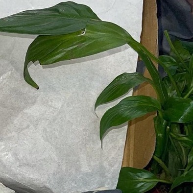 🔥Hot🔥 Giày Nam Nữ BBR Unisex Phối Kẻ Caro, Giày thể thao Burberry sneaker mẫu mới hot trend 2024