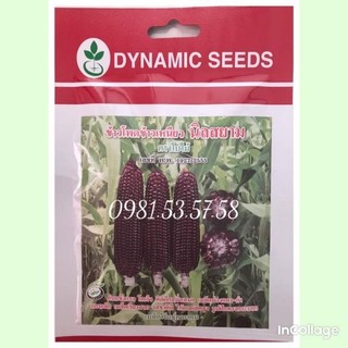 Hạt giống bắp tím nữ hoàng Thái lan 20gr
