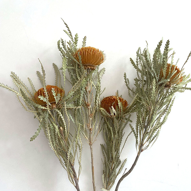 Bó hoa khô Banskia quả tròn mini nhập khẩu Nam Phi 40cm