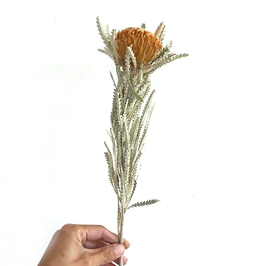 Bó hoa khô Banskia quả tròn mini nhập khẩu Nam Phi 40cm