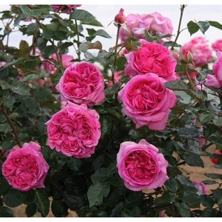Gốc Hoa hồng Bernadette Lafont rose rất thơm
