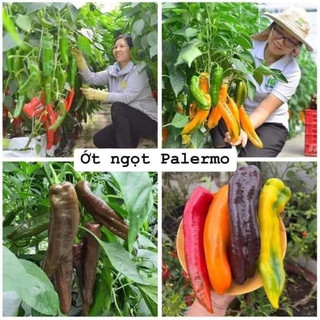 🌶️🌶️hạt giống ớt trái cây khổng lồ sweet palermo f1 mix màu