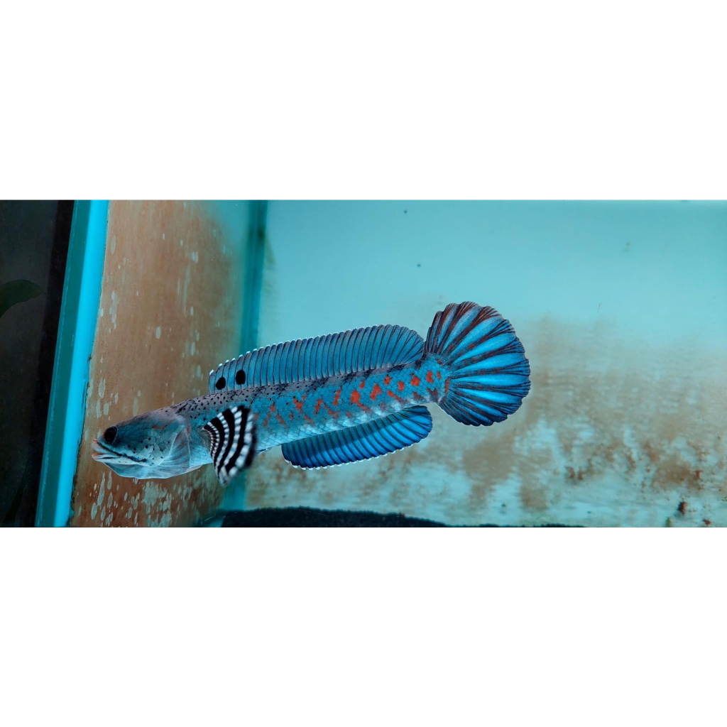 Cám Cá Lóc AKARI BLUE , Hỗ trợ tăng màu xanh dương  cho các dòng lóc lạnh như Nữ Hoàng, Andrao, Pulchra,...