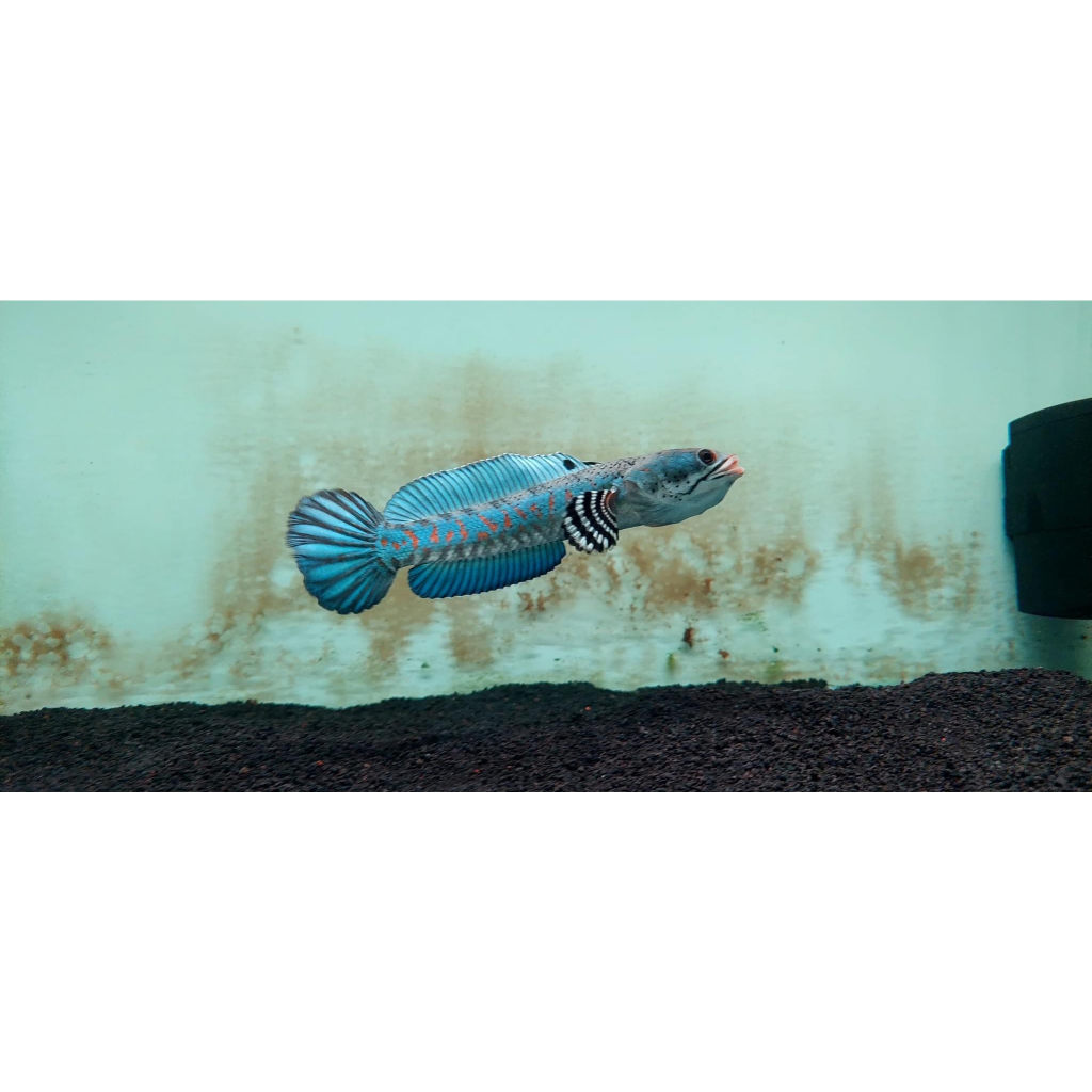 Cám Cá Lóc AKARI BLUE , Hỗ trợ tăng màu xanh dương  cho các dòng lóc lạnh như Nữ Hoàng, Andrao, Pulchra,...