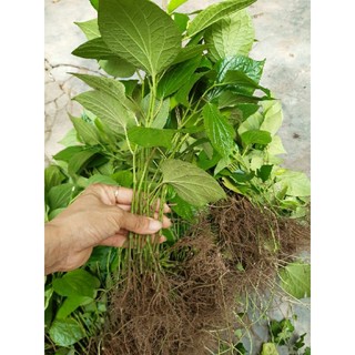 1kg cây lá lốt thân và rễ