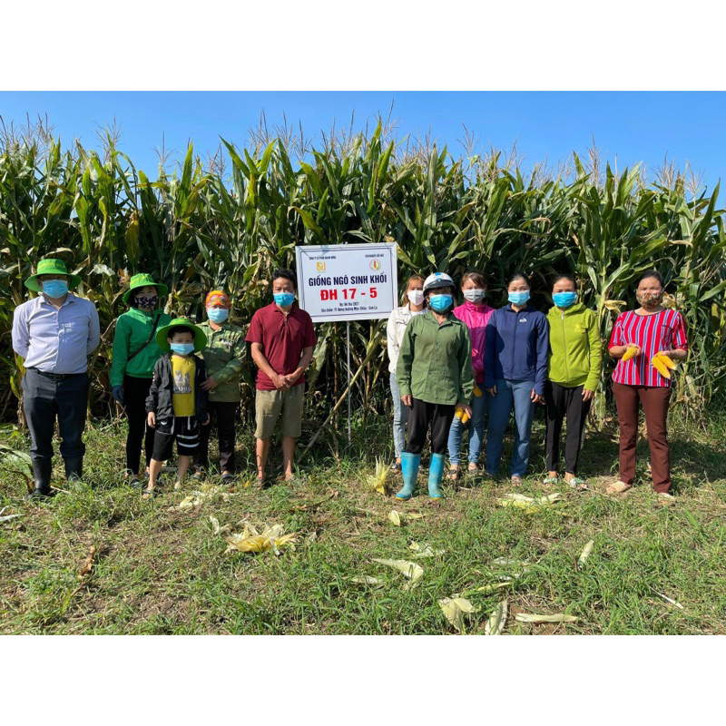 GIỐNG NGÔ LAI CHUYÊN SINH KHỐI ĐH17-5 GÓI 1KG