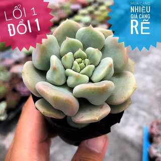💥💥sen đá cúc chân voi trắng giống mới