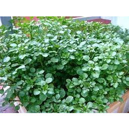 200 hạt giống rau cải xoong