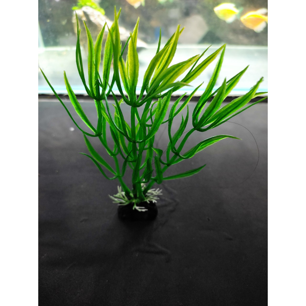 Cây trang trí bể cá