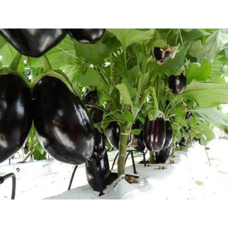 HẠT GIỐNG CÀ TÍM GIỌT NƯỚC THÁI LAN