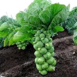 Hạt giống bắp cải tí hon