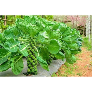 HẠT GIỐNG BẮP CẢI TÍ HON