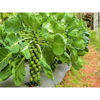 HẠT GIỐNG BẮP CẢI TÍ HON