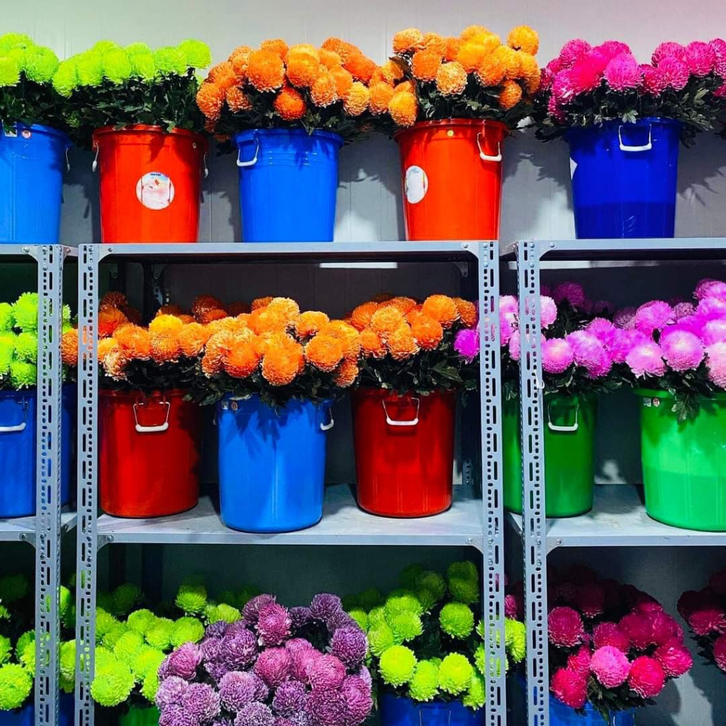 Thuốc nhuộm hoa tươi, màu nhuộm hoa chai 100MLđổi màu theo công nghê Israel, nước nhuộm hoa tươi lên chuẩn màu, tươi hoa