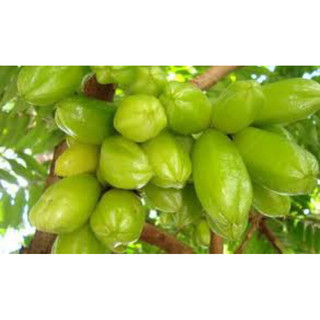 Cây giống khế tàu trái chua làm mứt hoặc thảo mộc-Trang trí sân vườn- Cây hoa kiểng Đồng Tháp